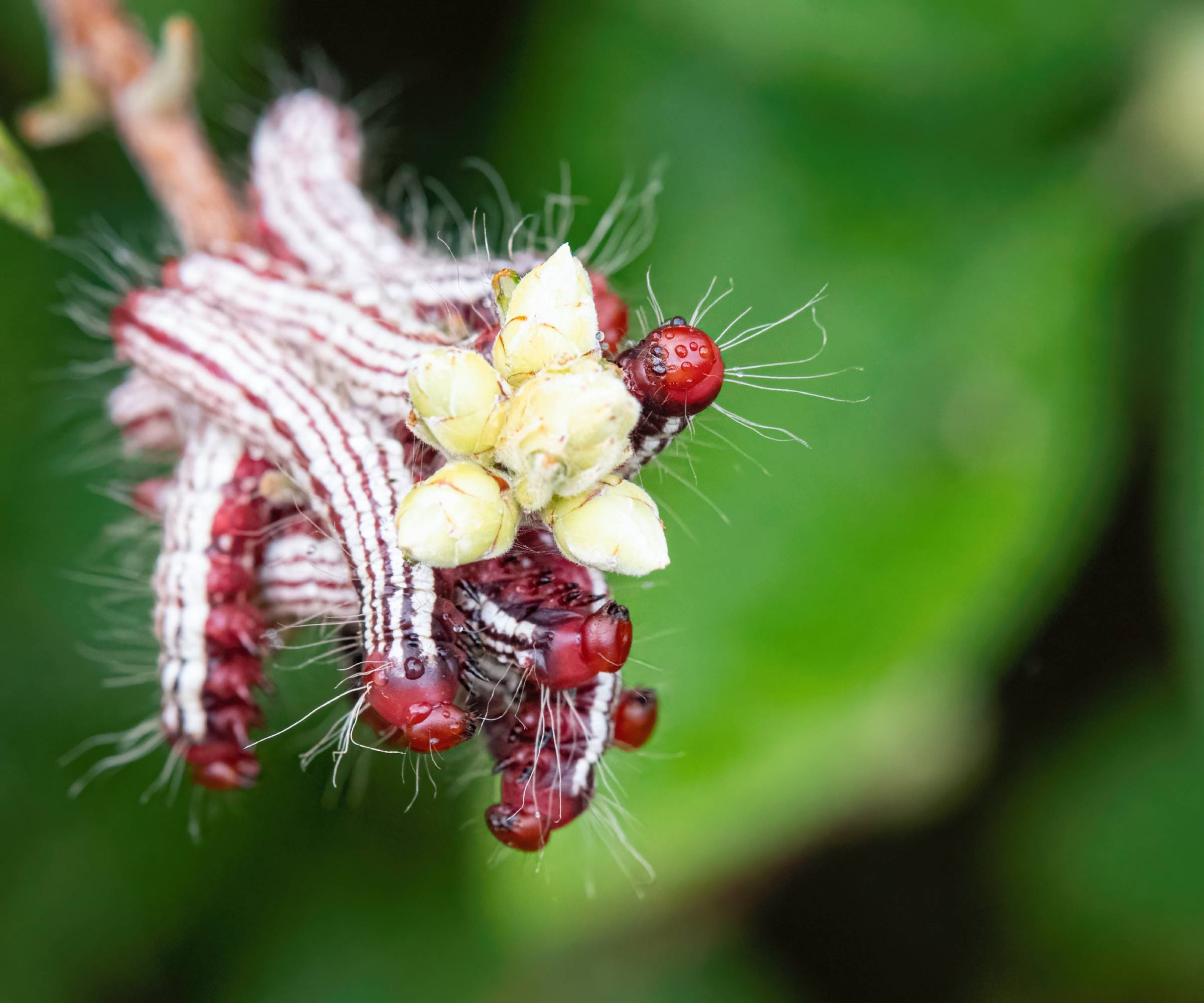 Several red headed azalea caterpillars on azalea buds