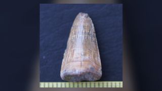 The 4.5 million-year-old tooth of a crocodile unearthed in Spain.