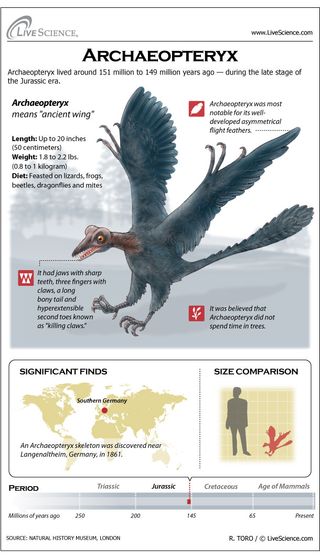 Learn about the Jurassic-era creature that bridges the gap between dinosaurs and birds.