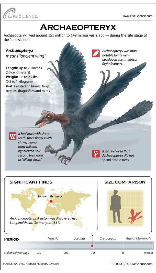 archaeopteryx fossil bird