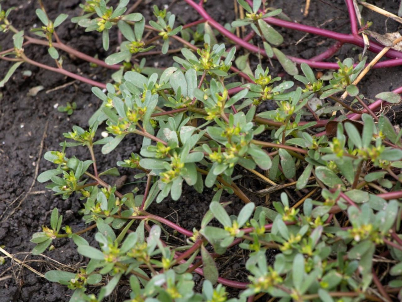 Purslane Weeds In The Garden