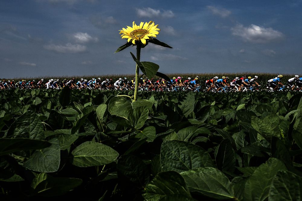 A lone sunflower stands out along the route of stage 18 at the Tour de France