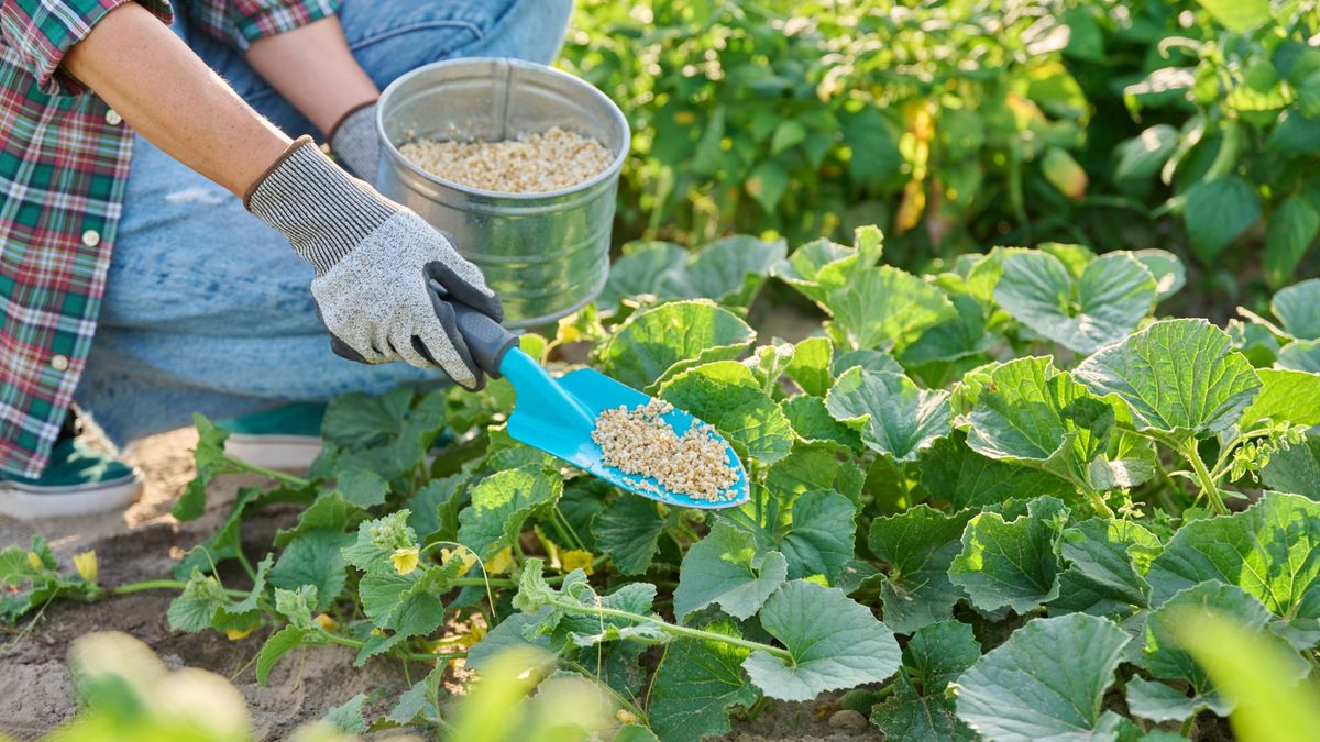 This Is the Best Time to Fertilize Your Vegetable Garden for a Bigger Harvest – and the 1 Time You Should Never Feed Plants