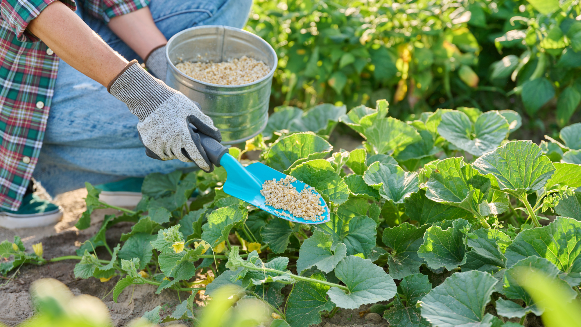 woman fertilizing cucumbers in garden 