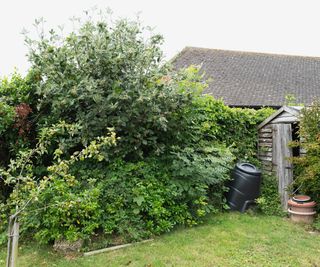 Overgrown garden with broken shed
