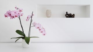 pink orchid in white pot against white wall