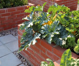 A brick raised bed growing courgettes and salads