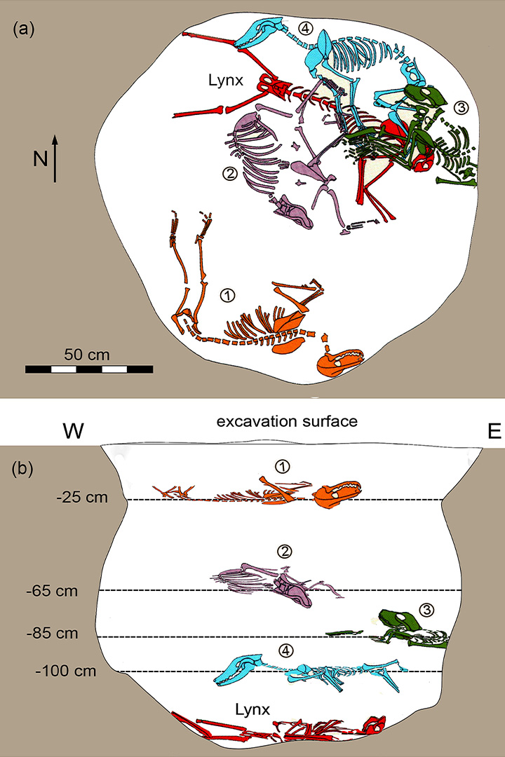 An illustration showing the the placement of the lynx skeleton (in red) and the four dog skeletons (purple, green, blue and orange) in the pit at the site in Hungary.