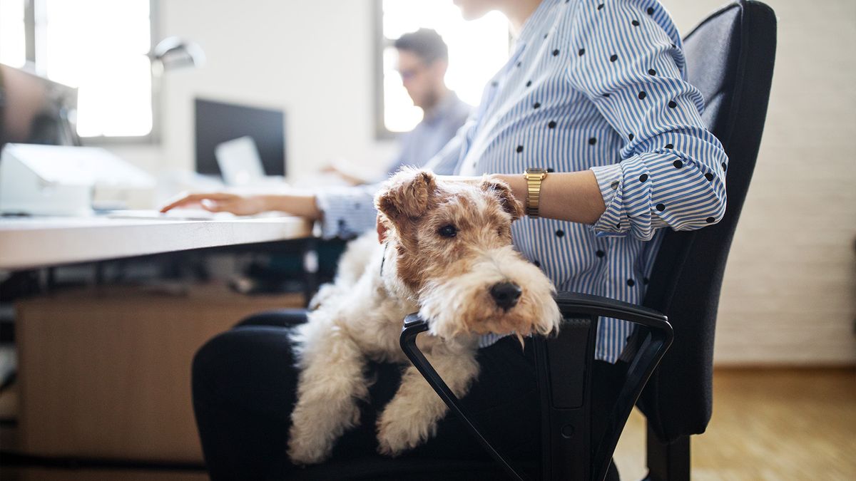 Woman working at office desk with a dog on her lap