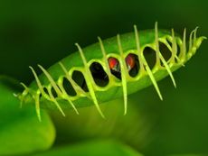 Carnivorous Venus Flytrap Plant