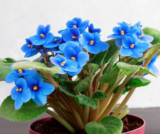 Blue african violets