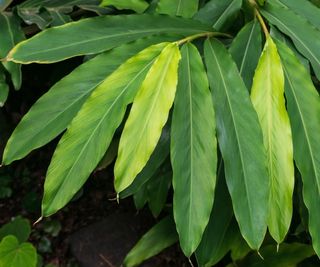 Cardamom plant