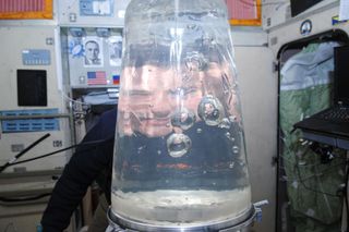 Romanenko Looks Through Water Tank