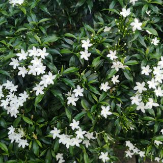 Jasmine plant with white flowers