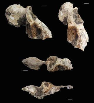 A male P. angusticeps skull shown from different perspectives, including lateral (top left), oblique (top right), dorsal (middle) and inferior (bottom).