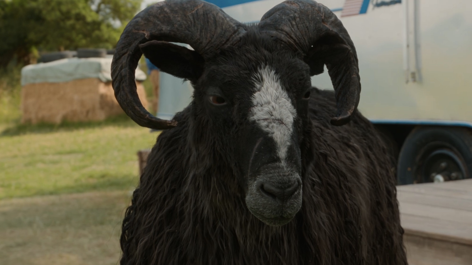 Sebastian looking upset in The Sheep Detectives.