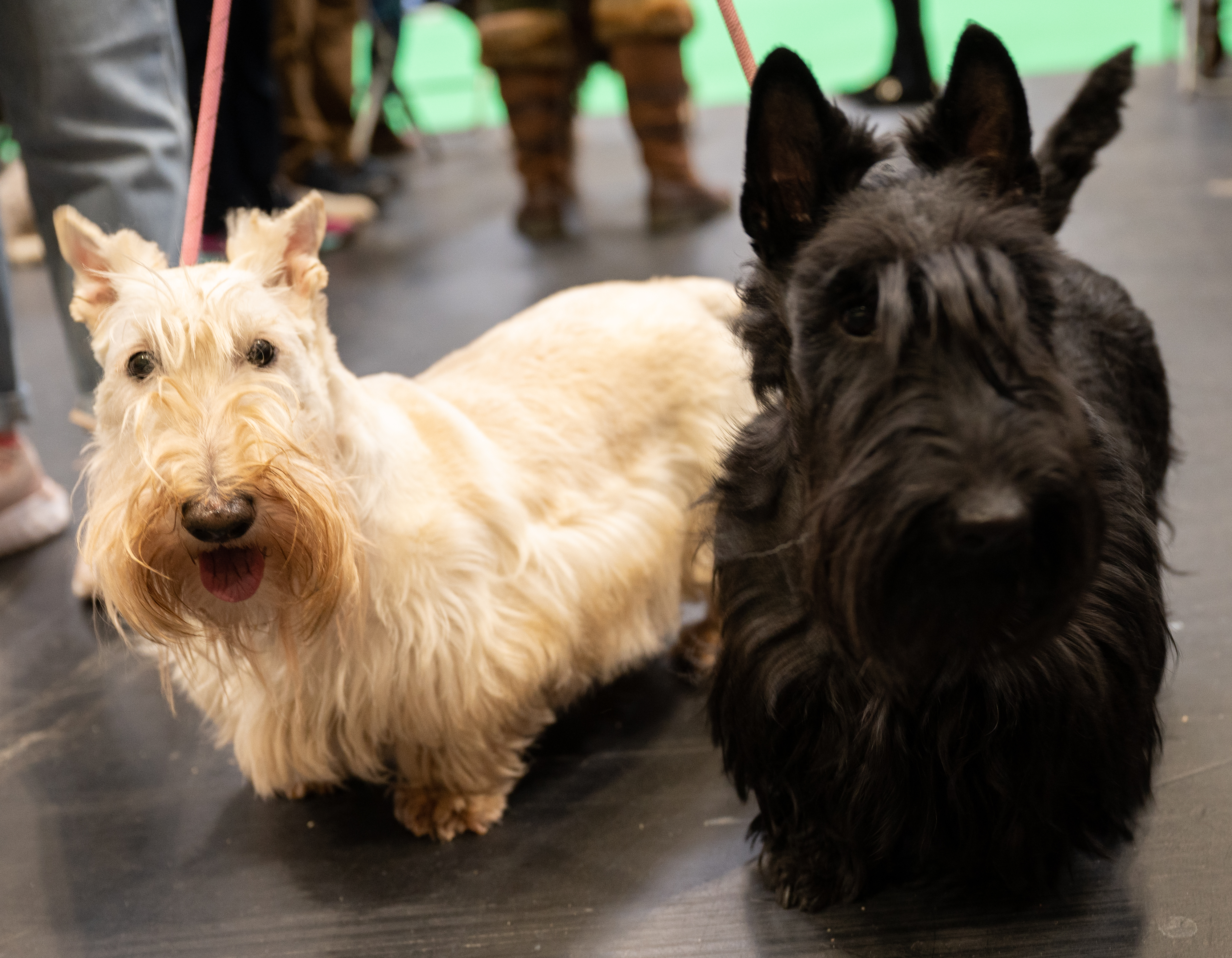 &lsquo;Two Scottish terriers on leads at an indoor event, one with a white coat and one black, standing side by side on a dark floor with people blurred in the background.&rsquo;