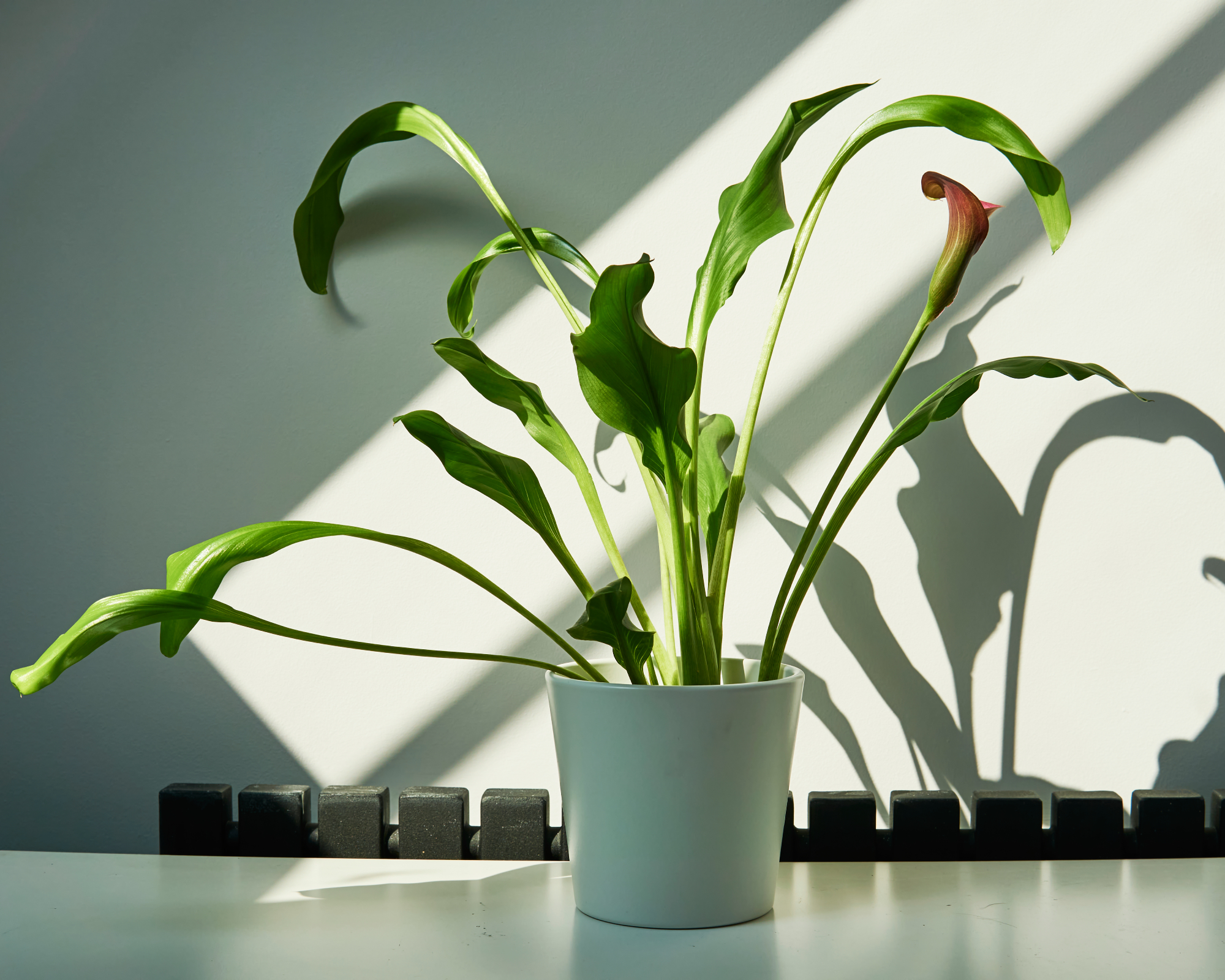 drooping calla lily houseplant