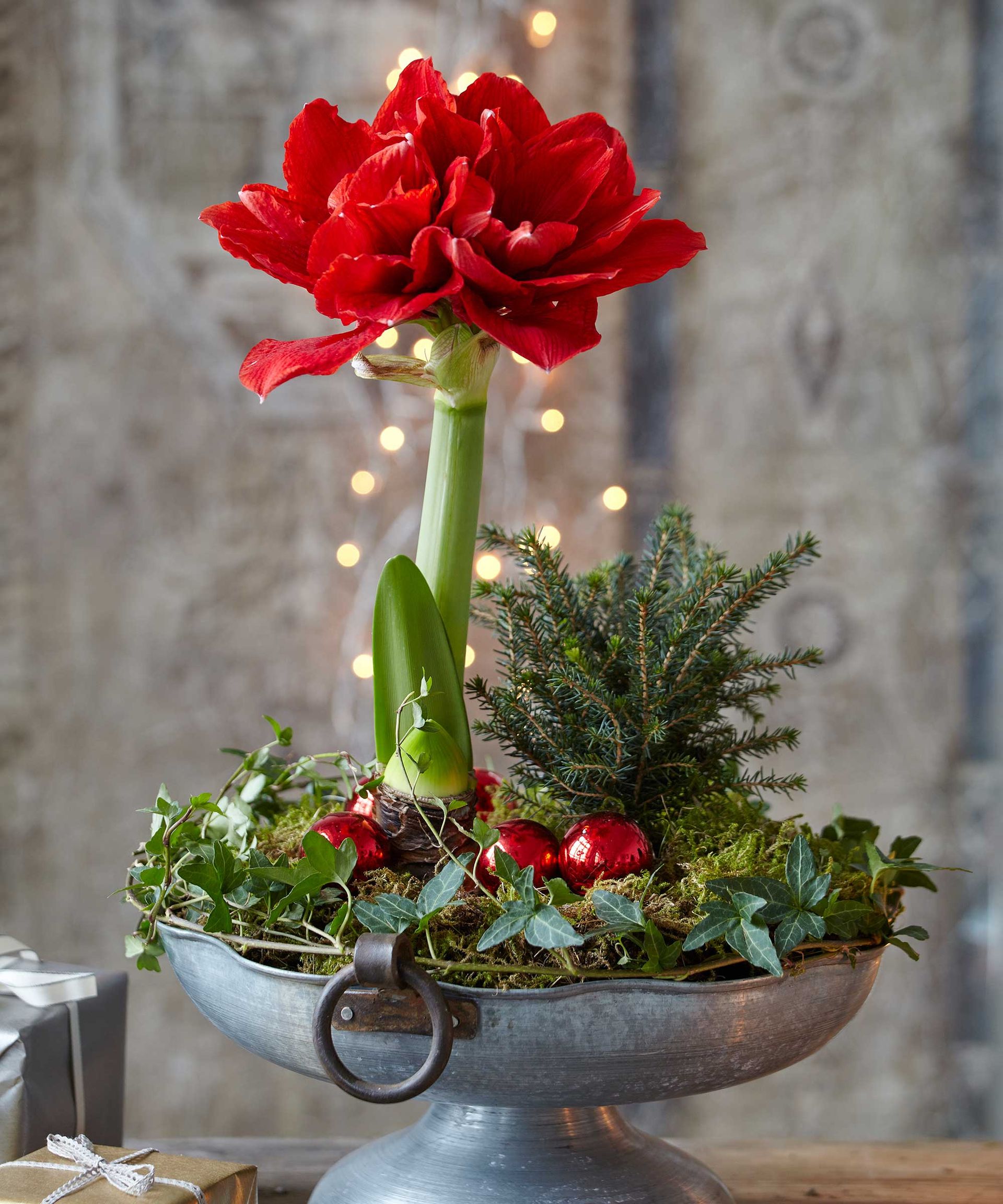 What do you do with an amaryllis after it blooms? Homes & Gardens