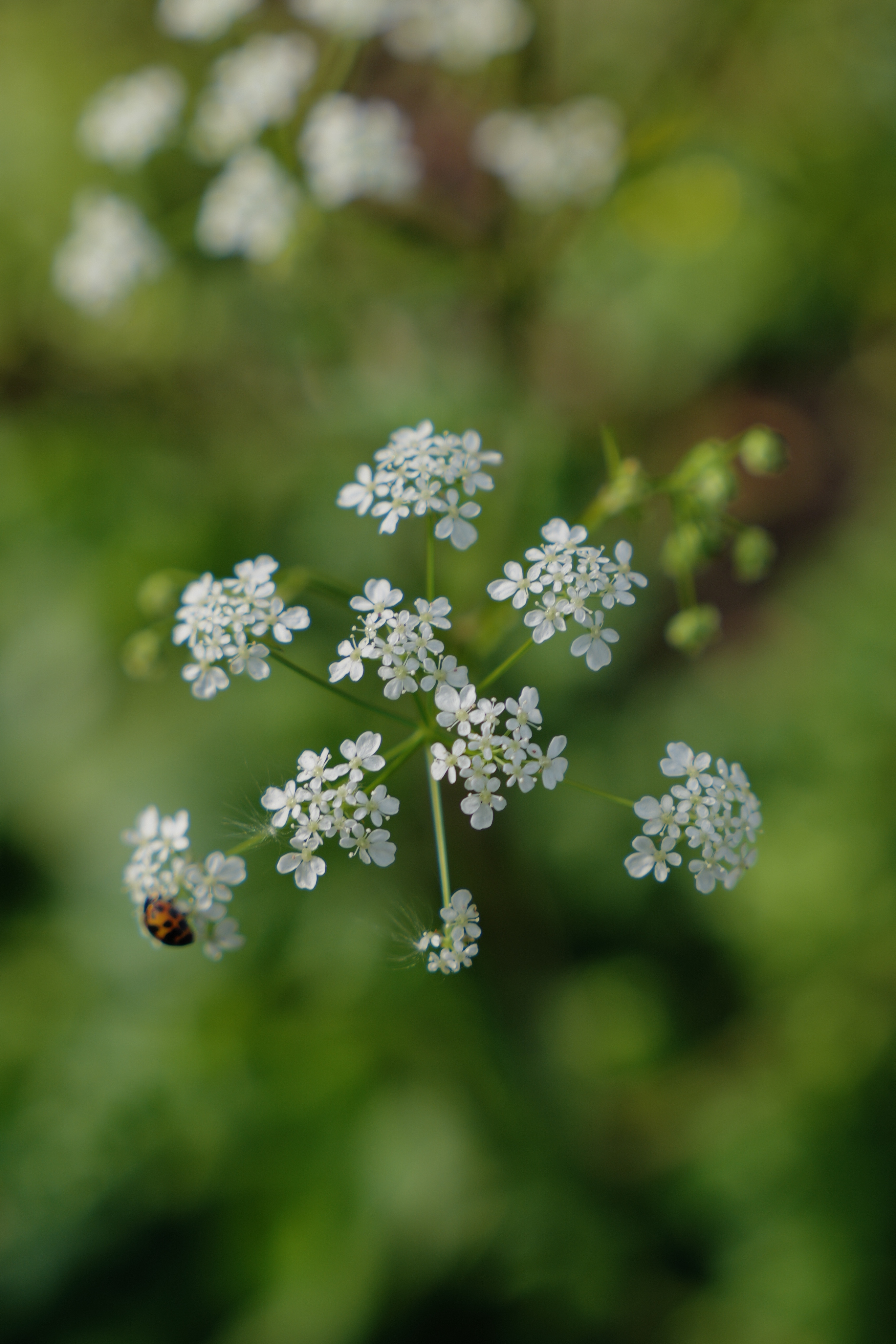 A photo taken on a Leica SL3-S mirrorless camera