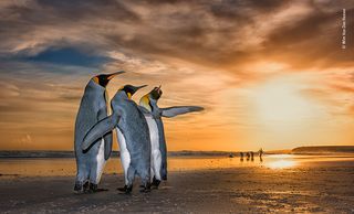 Three Kings by Wim Van Den Heever, South Africa Wim came across these king penguins on a beach in the Falkland Islands just as the sun was rising. They were caught up in a fascinating mating behaviour – the two males were constantly moving around the female using their flippers to fend the other off.