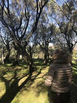 Seravezza olive grove