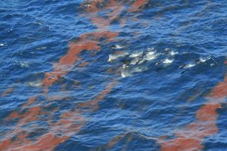 Dolphins swim through Deepwater Horizon OIl