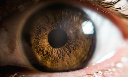 The human eye