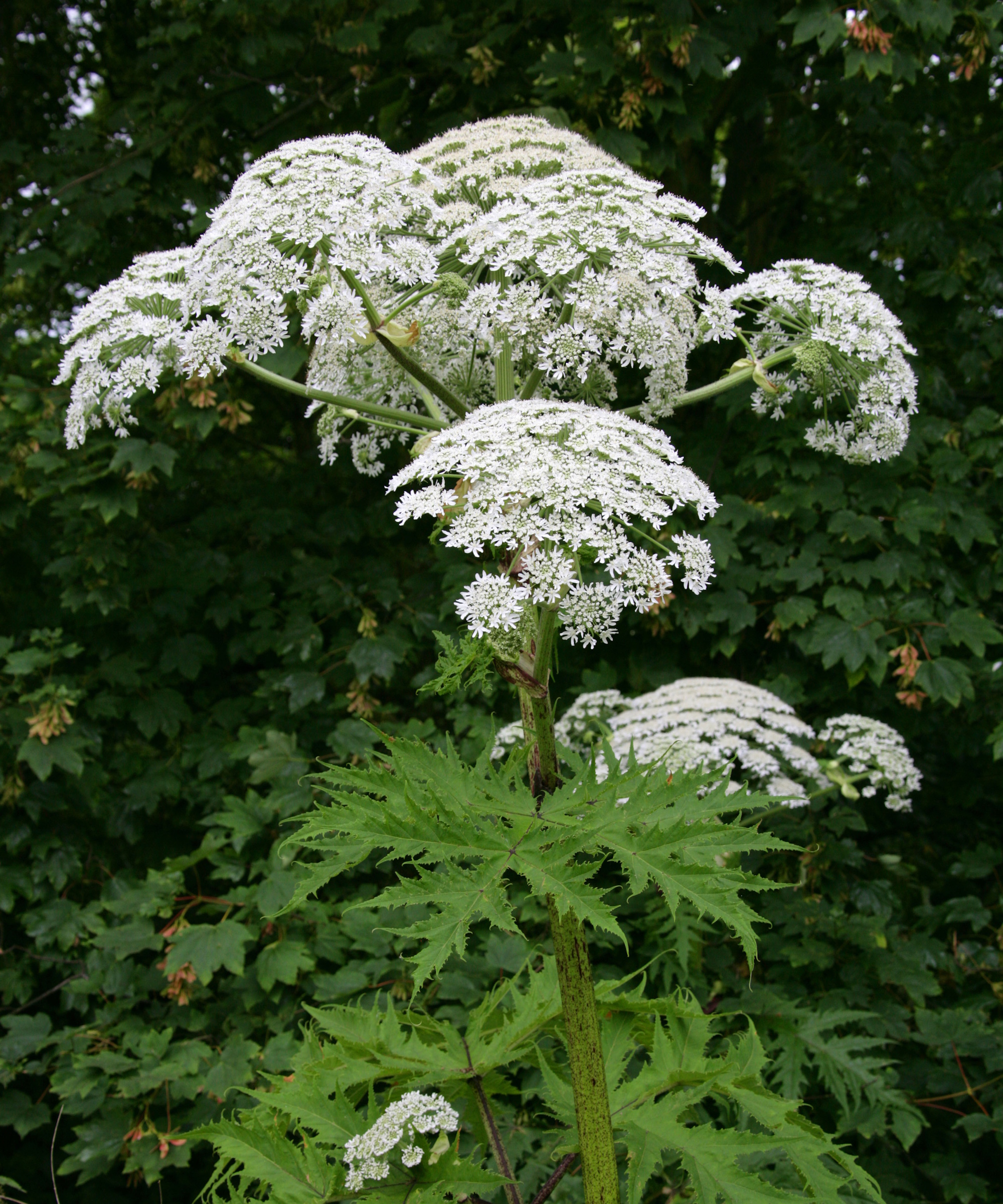Giant hogweed