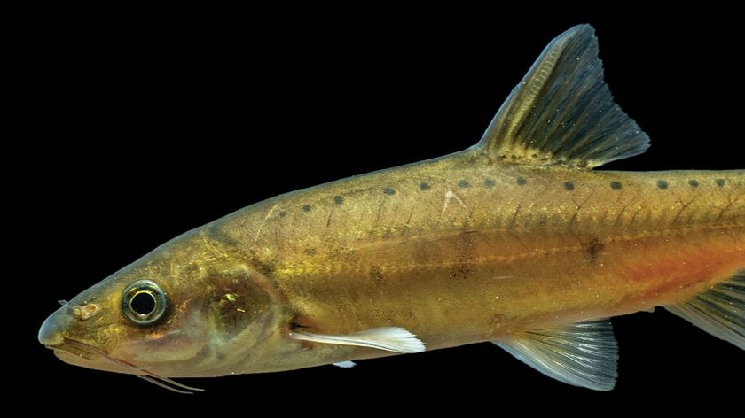 A photo of the Xingren golden-lined fish (Sinocyclocheilus xingrenensis).