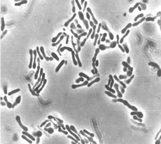 a black and white microscope image of rod-shaped bacteria