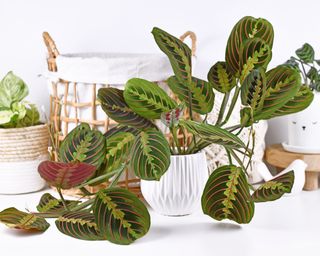 Prayer plant maranta in calm room scheme