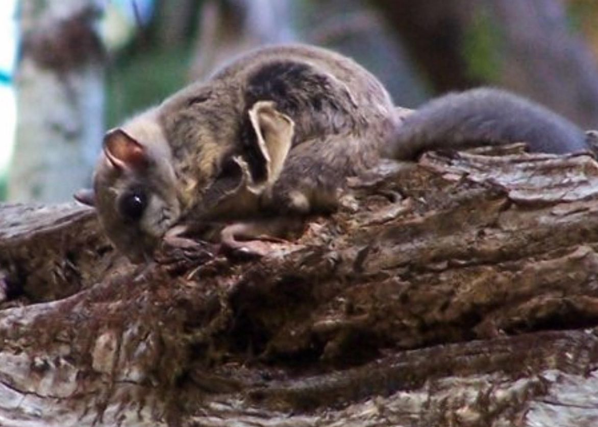 A Humboldt&#039;s flying squirrel (&lt;em&gt;Glaucomys oregonensis&lt;/em&gt;) in Mendocino County, California.