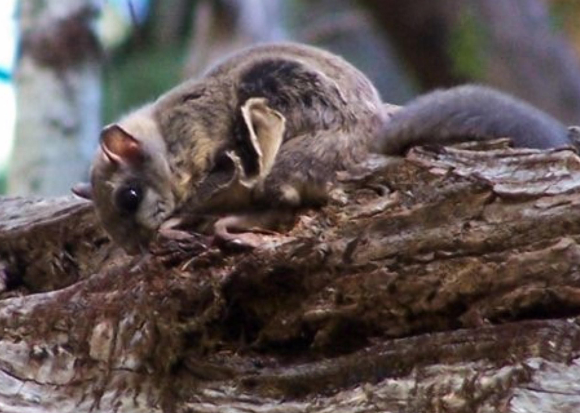 Photographing Flying Squirrels with Sabre