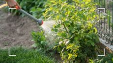  picture of person using hose to water rose bush in garden