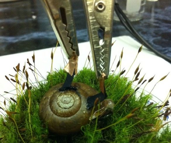 Cyborg Snail