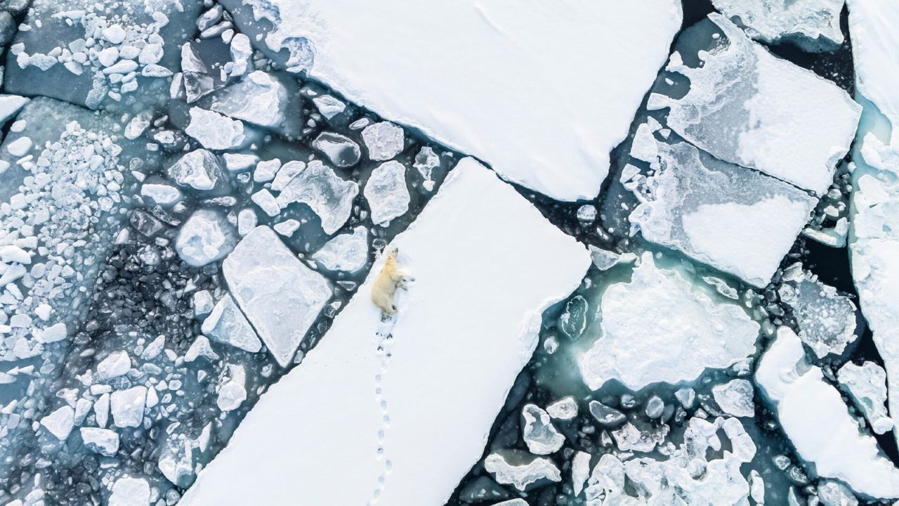 An aerial phto of a polar bear sleeping on sea ice