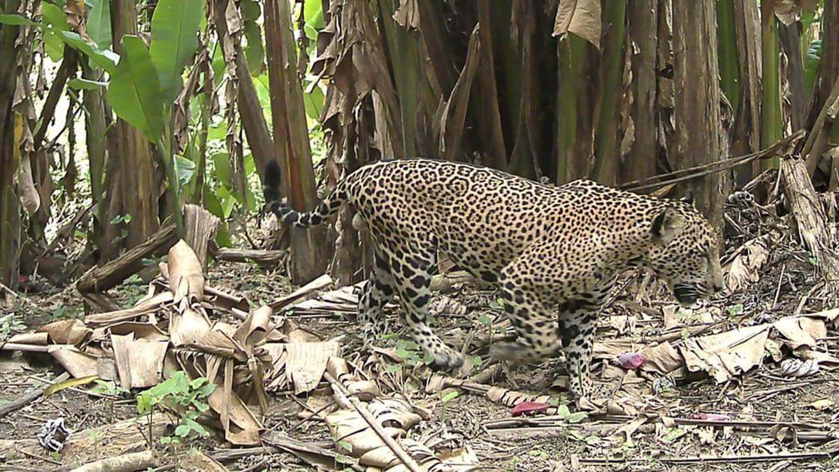 Trail cam footage of adult jaguar walking in forested area.