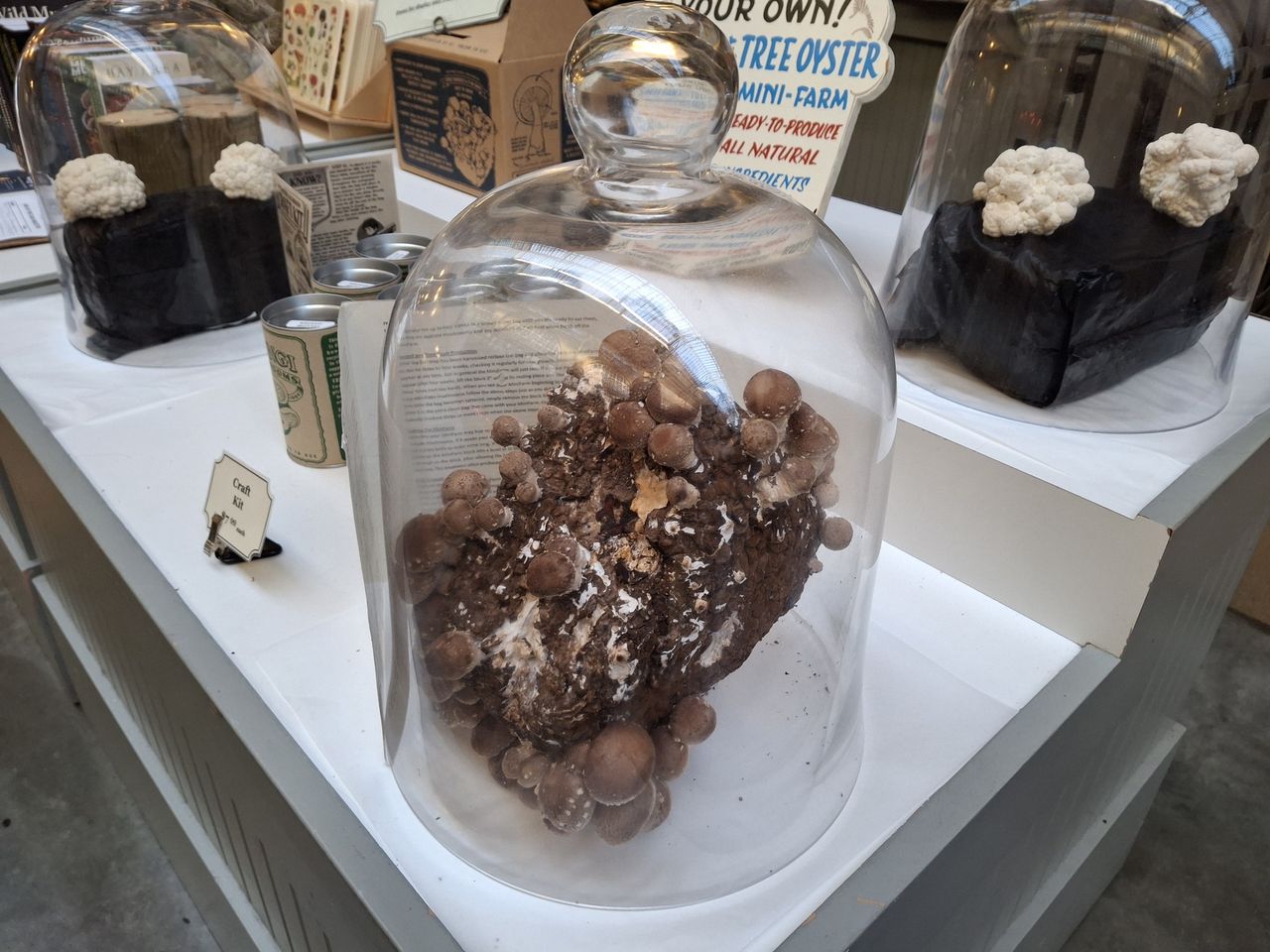Mushroom display shot by Galaxy A35