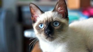 Siamese cat