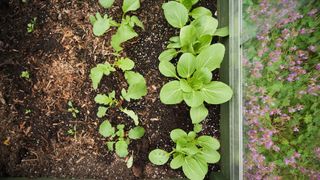 Pak choi and radish growing in a bed