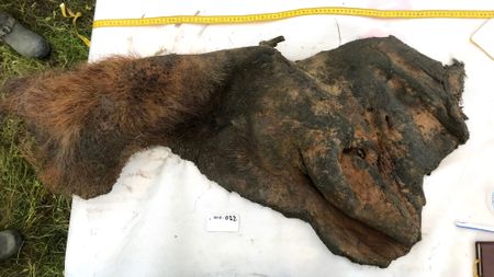 A piece of woolly mammoth skin covered in fur is laid out next to a measuring tape.