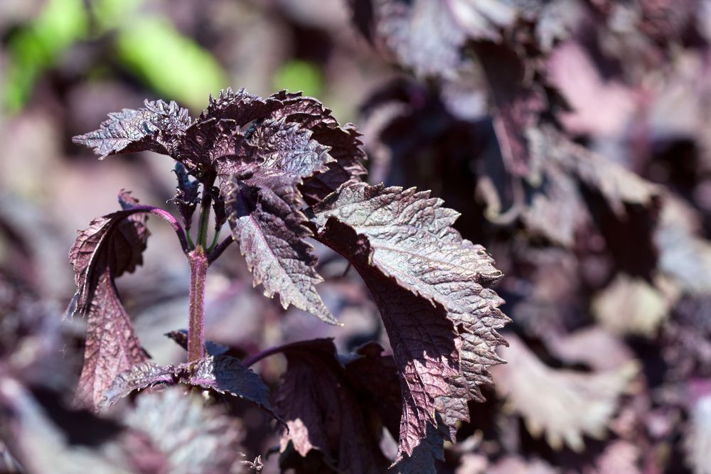 Why Are Some Plants Purple? | Purple Leaves | Live Science