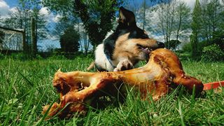 Collie dog eating a bone outside