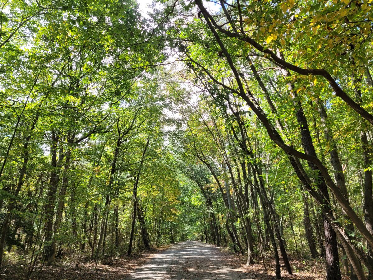 Samsung Galaxy S20 FE review camera samples