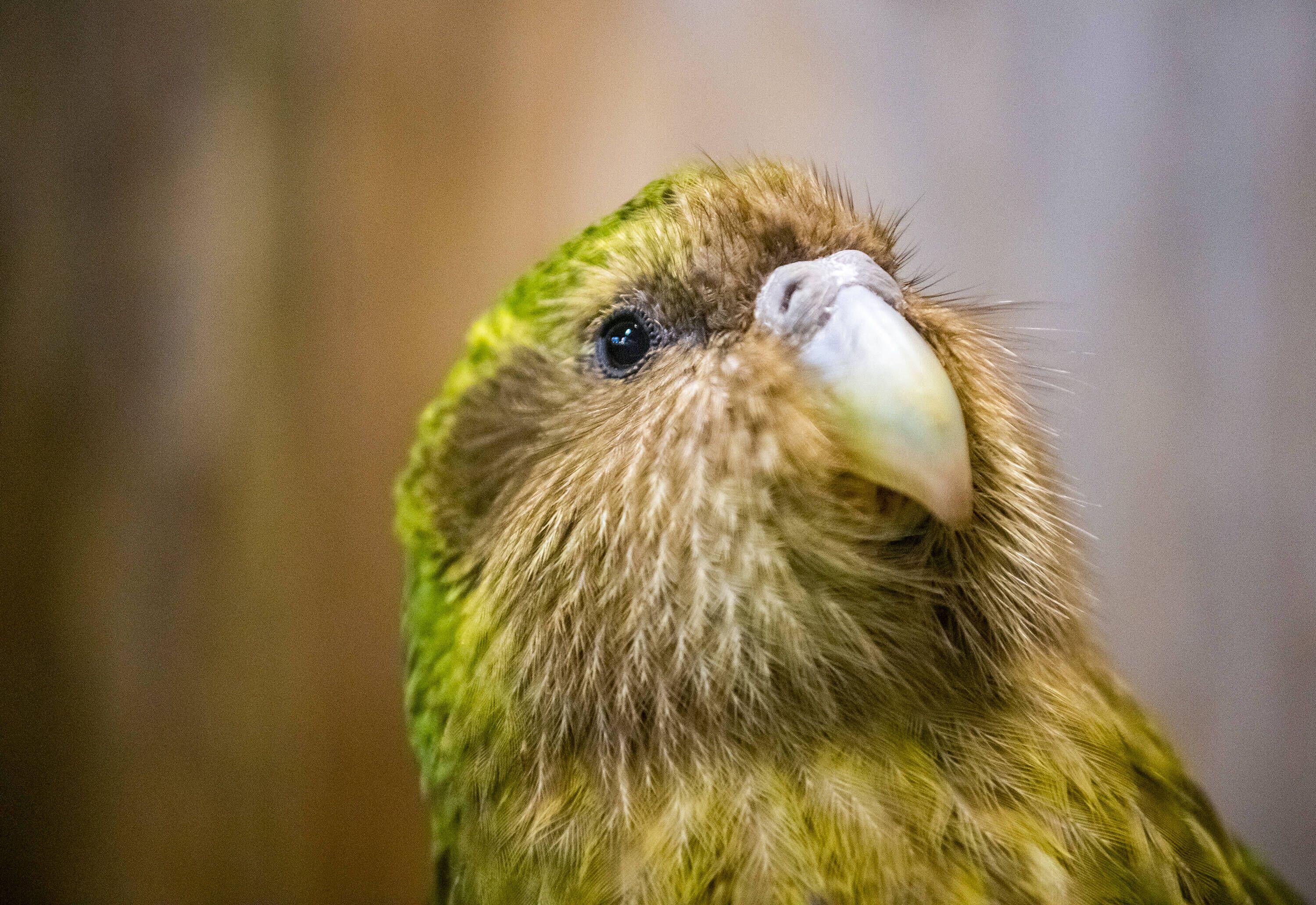 File photo taken on Sept. 13, 2018 shows a Kakapo at the Orokonui Ecosanctuary in Dunedin, New Zealand.
