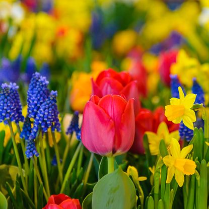 Daffodils, grape hyacinths, and tulips - spring flowering bulbs