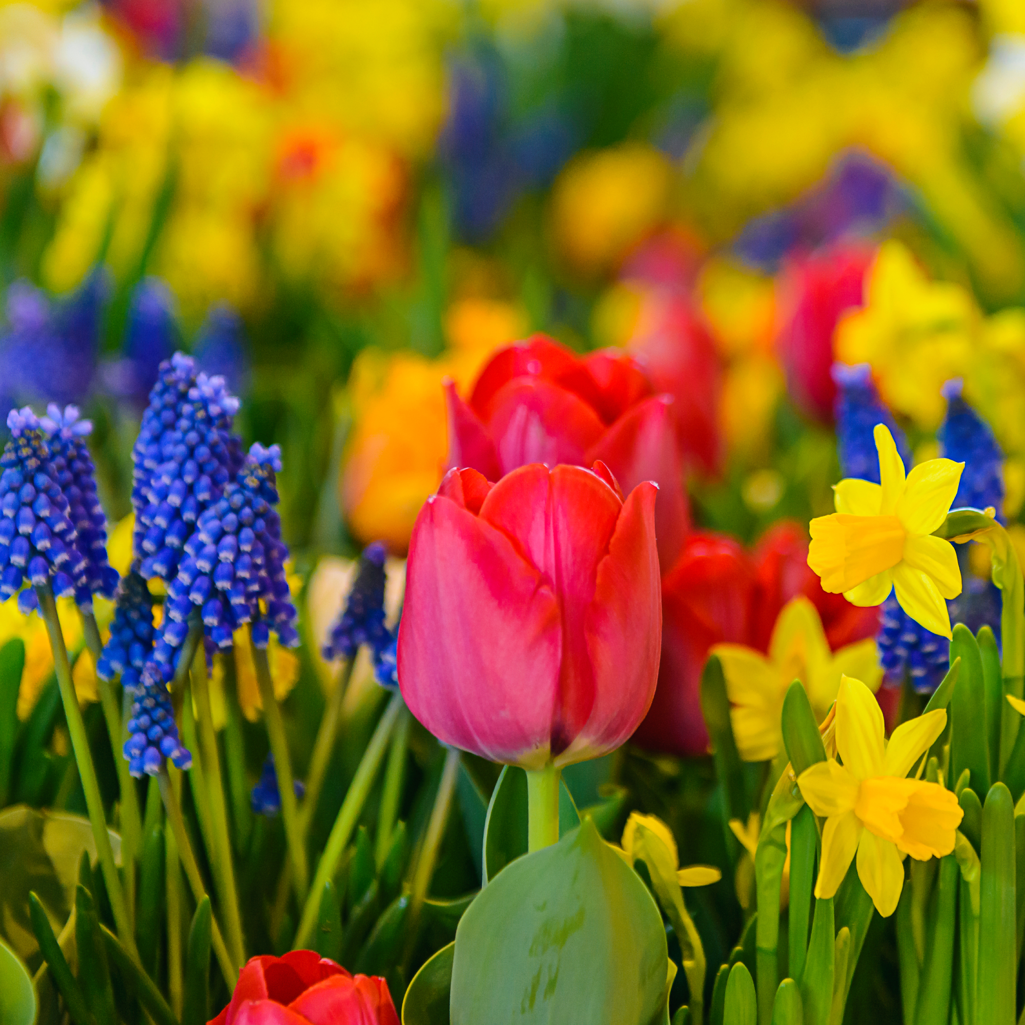 Daffodils, grape hyacinths, and tulips - spring flowering bulbs