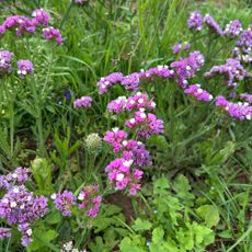 Flowering statice growing on Pool Hullock farm, Bloom & Wild's organic flower farm