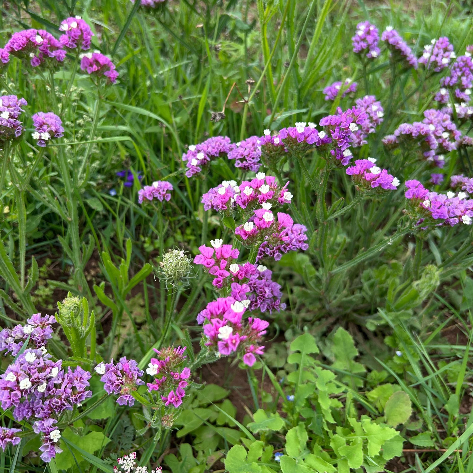 Flowering statice growing on Pool Hullock farm, Bloom &amp; Wild&#039;s organic flower farm